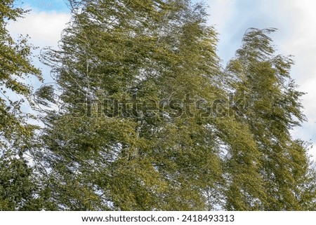 The branches and leaves of the birch tree are blown by a strong wind.