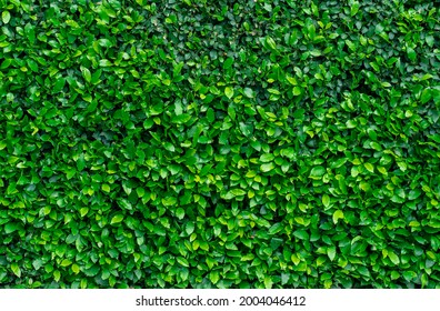 Branches And Leaves Of  Boxwood Bush Hedge. Small Green Leaves In Hedge Wall Texture Background. Ornamental Plant In Backyard Garden. 