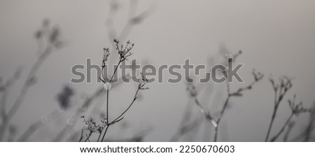 Similar – Image, Stock Photo nature Nature Plant Garden