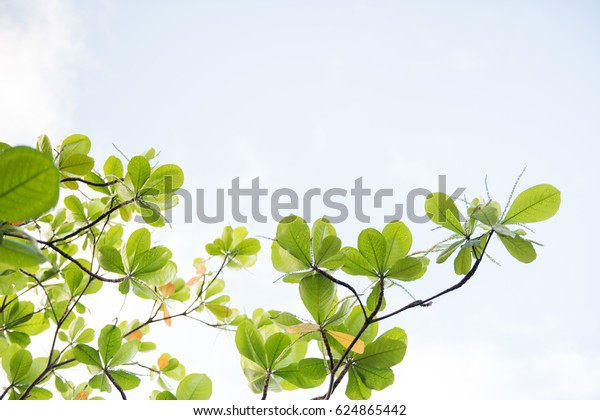 coccoloba diversifolia flowers