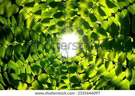 Image, Stock Photo Looking up in the beer garden