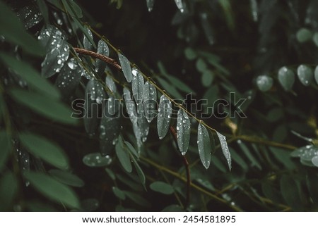 Similar – Image, Stock Photo Silver forest thickets