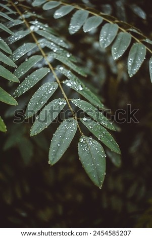Similar – Image, Stock Photo Silver forest thickets