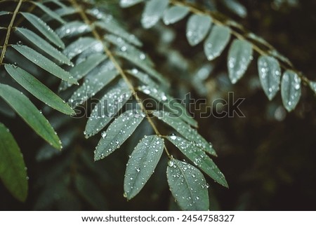Similar – Image, Stock Photo Silver forest thickets