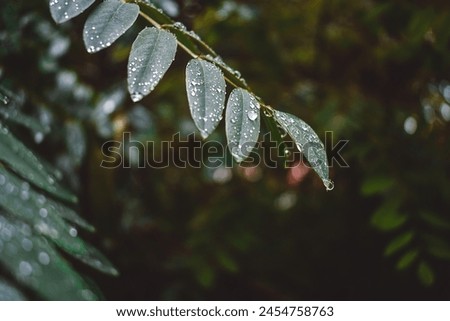 Similar – Image, Stock Photo Silver forest thickets