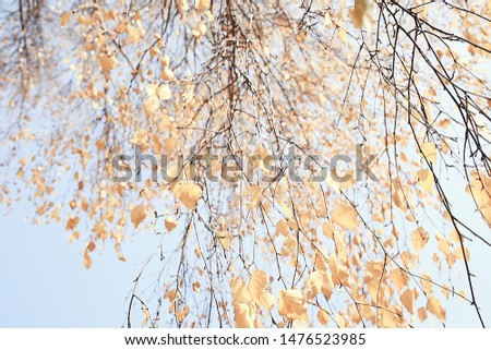 Similar – birch Nature Autumn Tree