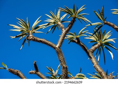 Branches Of A Madagascar Palm Tree Silhouetted Against A Blue Sky