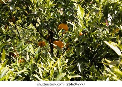 Branches of a mandarin tree close up, with ripe orange mandarins in the background.