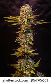 The branches of medical Marijuana with flower buds on a dark background