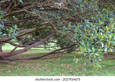 Branches Of Moreton Bay Fig Tree