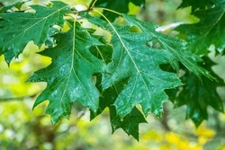 Branches Of The Northern Red Oak With Green Serrated Leaves Covered With Water Drops During A Rain, Background. Fresh Oak Leaves