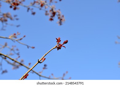 Branches of an oak tree slowly growing. Tree is 15 years old. Red buds appearing on the twigs. Background beautiful blue sunny sky.