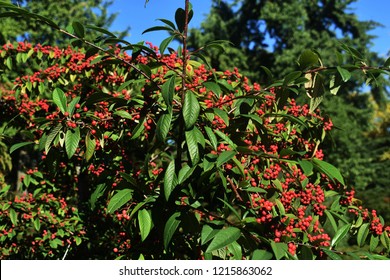 Branches Cotoneaster Frigidus Cornubia Red Berries Stock Photo (Edit ...