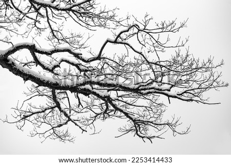 Branches of an old oak tree (quercus) covered with frozen snow on a cold winters day in Sauerland Germany. Frosted twigs isolated on white misty and foggy background. Black and white greyscale.