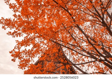 Branches of an old oak with yellow leaves, above the roof of a traditional rural country house, autumn landscape. - Powered by Shutterstock