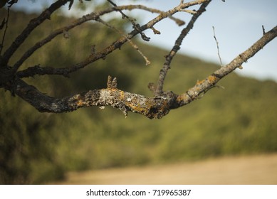 Branches of old tree at the blurry background in Shamakha region, Azerbaijan