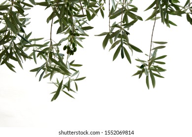 Branches of an olive tree insulated with green olives and exposed to a bright and white background