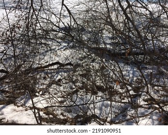 Branches On Pond With Ice And Snow During New England Winter