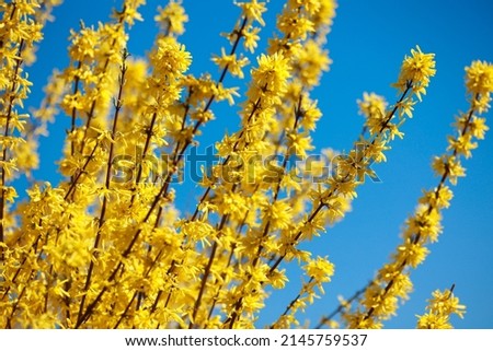 Golden Spring Colour photo