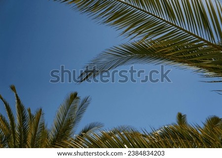 branches of a palm tree with the sky as background