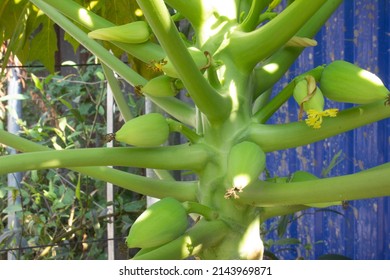 Branches Of Papaya Tree, The Tropic Botany In Thailand And Asia With Young Papaya Fruits Are Growing  In Backyard With Morning Light, Papaya Is Full Of Nutrition And Good Food For Diet.