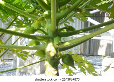 Branches Of Papaya Tree, The Tropic Botany In Thailand And Asia With Young Papaya Fruits Are Growing  In Backyard With Morning Light, Papaya Is Full Of Nutrition And Good Food For Diet.