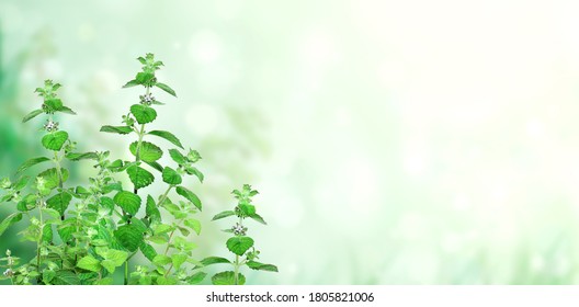 Branches of peppermint. Horizontal banner with beautiful green mint leaves on blurred sunny background. Copy space for text. Mock up template