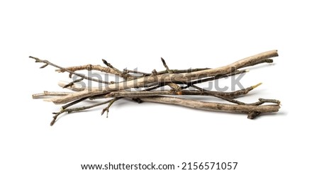 Branches pile isolated. Dry twigs pile ready for campfire, sticks, boughs heap for a fire, dry thin branches, brushwood