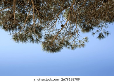 Branches of a pine tree and blue sky on background