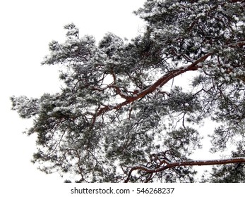 Branches of pine tree covered with snow