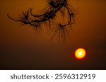 Branches of pine tree leaf on the sunrise time. Morning time.