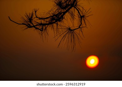 Branches of pine tree leaf on the sunrise time. Morning time.