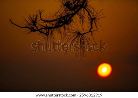 Branches of pine tree leaf on the sunrise time. Morning time.