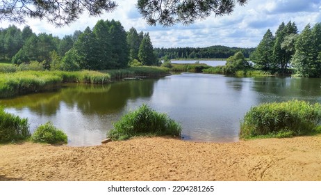 The Branches Of A Pine Tree Overhang The Sandy Shore Of The Lake. A Forest Grows Along The Shores. Reeds Grow In The Water Along The Shores. There Are Ripples On The Water. The Weather Is Sunny
