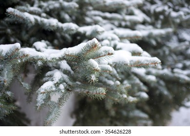 Branches of pine tree with snow