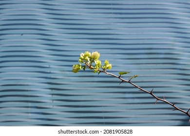 The Branches Of A Plant In Autumn In Modern Shopping Mall In Longgang Subdistrict Shenzhen City Guangdong Province China