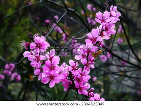 Branches of plum tree full of bright pink flowers, a beautiful image. In the background, the rest of the branches can be seen in a darker tone.