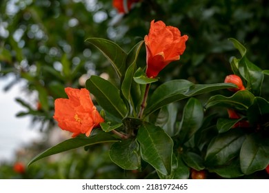 Branches of pomegranate tree Punica granatum L) with bright red flowers and green leaves on spring day