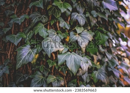 Branches of powerful ivy on the bark of a tree in the park, background, texture. Wild ivy leaves close up, selective focus. Nature, forces of nature, parasitism, plant symbiosis