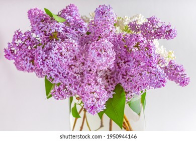 紫丁香花images Stock Photos Vectors Shutterstock