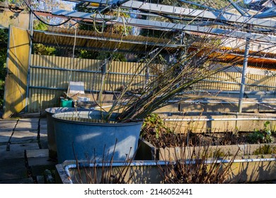 Branches Of A Pussy Willow In A Metal Tub