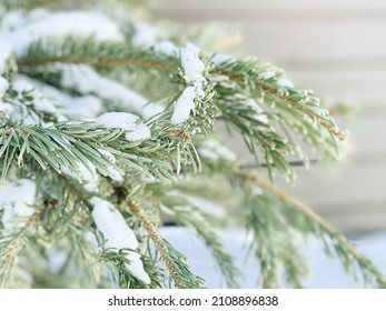 Branches Of A Real Christmas Tree With Short Needles Are Covered With Snow.  New Year, Winter Concert. Wooden Background, Texture. Isolated. Close Up. Day Light.