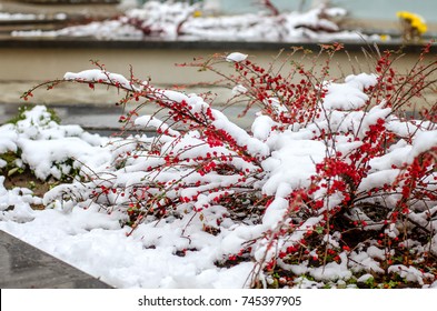 Branches With Red Berries Under Snow