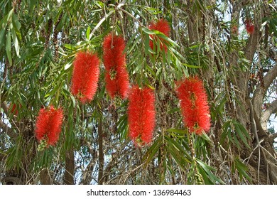 Branches Red Callistemon Viminalis In Forest