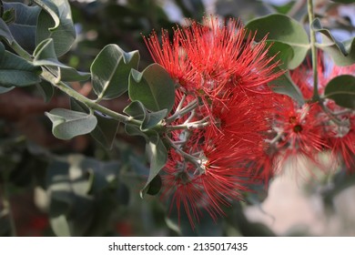 Branches With Red Flowering Of Metrosideros Excelsa