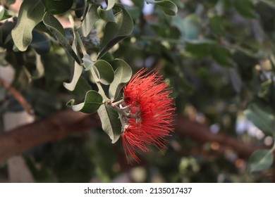 Branches With Red Flowering Of Metrosideros Excelsa