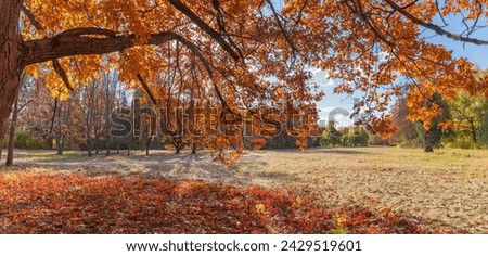 Branches of the red northern oak with bright varicolored autumn leaves in park at sunny day, fragment, panoramic view 
