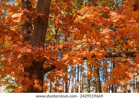 Branches of the red northern oak with bright varicolored autumn leaves in park at sunny day, fragment
