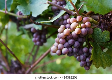 Branches of red wine grapes growing in Italian fields. Close up view of fresh red wine grape in Italy. Vineyard view with big red grape growing. Ripe grape growing at wine fields. Natural grapevine