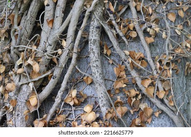 Branches And Roots Of A Tree Twisted Together